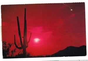 SUNDOWN ON THE DESERT Saguaro Cactus Silhouette Red Sky Arizona Postcard AZ 1977 - Picture 1 of 2