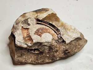 Interesting Crinoid Fossil From Missouri - Picture 1 of 6
