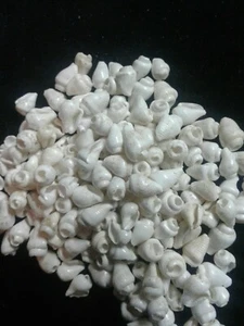 8-10mm Natural White Seashell Beads 30 Count. - Picture 1 of 2
