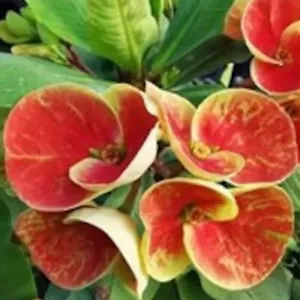 Corona di Spine Arancione Sherbet Thai Ibrido Pianta di Cristo Euphorbia Milii - Foto 1 di 5