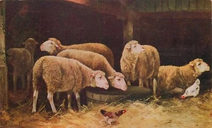 Postcard Animals Sheep Barn 1909 Baltimore MD Cancel - Imagen 1 de 2