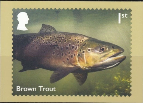 GREAT BRITAIN River Wildlife-Brown Trout PHQ Card Cover