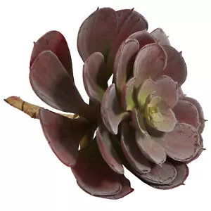 Echeveria Succulent Set Of 12 Burgundy Realistic 6” Decor - Picture 1 of 2