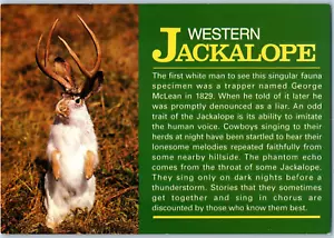 Western Jackalope Postcard - Picture 1 of 2