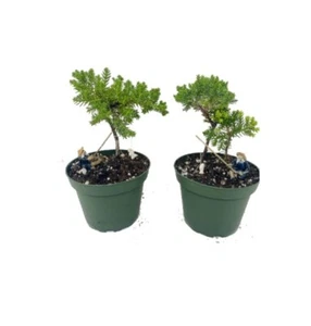 Juniper Two Tree Live Bonsai Garden 4'' Pot with Fishman | 5" Live Indoor Plant - Picture 1 of 4