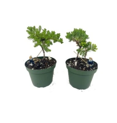Enebro Dos Árboles Bonsai Vivo Jardín Maceta de 4"" con Pezman | Planta de Interior Viva de 5" Foto 1 de 4