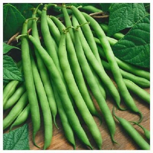 WINDSOR LONG POD BEANS HEIRLOOM VEGETABLE SEEDS PHASEOLUS VULGARIS - Image 1 of 1