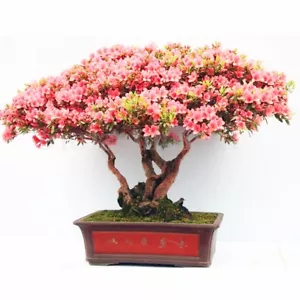 Rhododendron schlippenbachii (Royal Azalea) 20 Tree Seeds •RARE Bonsai Garden UK - Picture 1 of 4