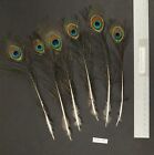 Six 8.5" to 10" Whole Peacock Small Eye Sticks Millinery/Feather Arts