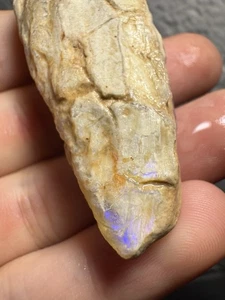 BIG 5.4 Cm Opal Clam Fossil Shell Lightning Ridge Australia Opalized Fossil Gem - Picture 1 of 16