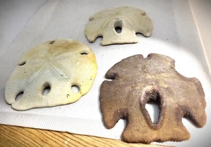 Sand Dollars LOT Of 3 Sea Shell Collector Beach Decor Nautical 3.75" - 4.5" - Picture 1 of 6