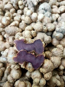 BLACK GINGER KAEMPFERIA PLANT PARVIFLORA Thai Krachai Dam Thai Herb 16 Bulbs - Picture 1 of 8
