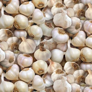 Food Festival Packed Garlic 100% Cotton Fabric by The Yard - Picture 1 of 1
