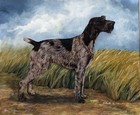 German Wirehaired Pointer Print By Martha Van Loan 11 x17