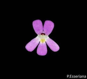 Pinguicula Esseriana - Picture 1 of 3