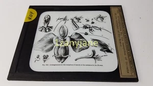 RNP Glass Magic Lantern Slide Photo ARRANGEMENTS FOR THE RECEPTION OF INSECTS - Picture 1 of 1