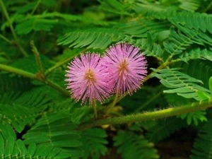 Planta Sensible - No me toques - Mimosa pudica 25+ semillas - W 114 - Imagen 1 de 1