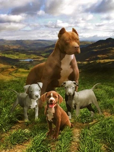 Plush Queen Size Dog Blanket - Extremely Soft - Pitbull Family - Picture 1 of 3