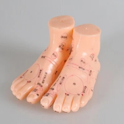 Equipo de enseñanza de medicina tradicional china modelo zona reflejo pie 13 cm Foto 1 de 2
