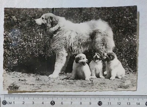 I122457 Cartolina - Cane Pastore dei Pirenei - Picture 1 of 4