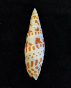 Beautiful Episcopal Miter - Mitra Mitra 4.25 Inches (107.95 mm) - 62 grams - Picture 1 of 9