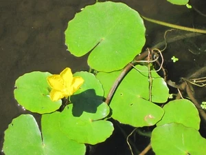 3 Seekanne Seerose (Nymphoides pel.) Schwimmpflanze Teichpflanze Miniteich - Bild 1 von 3