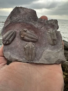 Unidentified Trilobite Plate From Tafraout Morocco - Picture 1 of 12