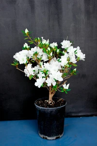 Japanese Satsuki Azalea ' Snow' Flowering Pre-Bonsai Tree - 1 Gallon Pot - Picture 1 of 1