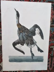 Antike GRAVUR, WEISS & ALTROSA GREBE, P.Paillou, P.Mazell, um 1780, Folio Größe - Bild 1 von 5
