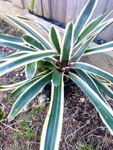 Bromeliad Neoregelia 'Red Bullet' Mini - Picture 1 of 7