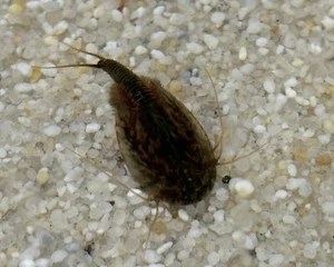 Triops Cancriformis - Austria, enfoques de cangrejos primitivos con muestras de alimento y más - Imagen 1 de 10