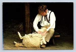 Cartolina Sheep Shearing Old Sturbridge Village Massachusetts non spedita - Foto 1 di 2