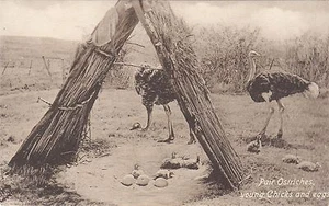 BIRD PAIR OF OSTRICHES CHICKS EGGS POSTCARD - Picture 1 of 1