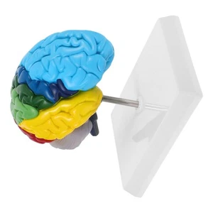Gehirnmodell Kind Anatomische Darstellung Anatomie Modelle für Medizinstudenten Schädel - Bild 1 von 12