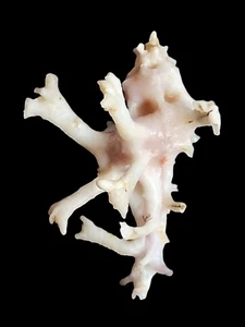 Concha de mar homalocantha zamboi 50,4 mm, gema, espinas de buena forma, perfecto - Imagen 1 de 6