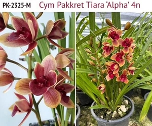 Cymbidium Orchid - Pakkret Taira ‘Alpha’ - Picture 1 of 2