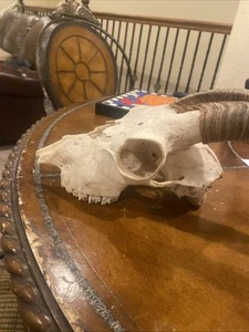 Full Goat Skull With 10”-11”Horns Still Attached - Picture 1 of 6