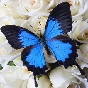 1 PC natural Real Butterflies Specimen (Papilio ulysses) - Picture 1 of 3