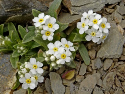 Various Flower Seeds, Wildflower, Mix & Match, 33 Varieties, Home, Garden, Offer - Image 1 of 4