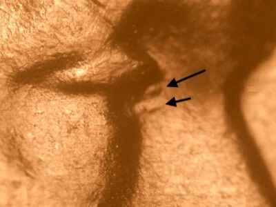 1955-S DDO-001 Tripled Die Obverse Ch/Gem BU Uncirculated Red Lincoln Wheat Cent - Image 1 of 3