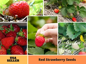 110 seeds| Red Strawberry Fruit Seeds  #5006 - Picture 1 of 6
