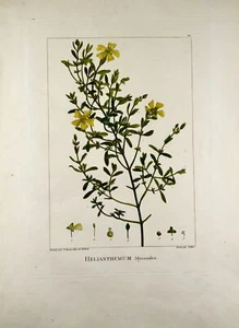 1803 Sellier nach Bessa und Redoute - SONNENROSE 51 x 34 cm. Handkoloriert - Botan - Bild 1 von 4