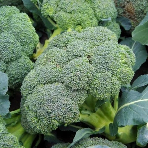 1/4 Lb Waltham 29 Broccoli Seeds - Everwilde Farms Mylar Seed Packet - Picture 1 of 2