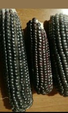200semi mais nero del Perù per polenta + omaggio raccolti 15 07 21