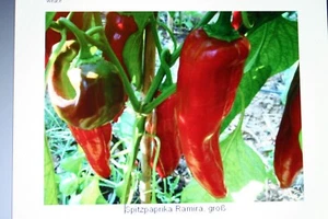 Paprika-Samen, long nose Nr.7851  - Bild 1 von 1