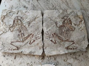 Un par único de auténticos fósiles paleontológicos, fósiles de rana A09 - Imagen 1 de 6