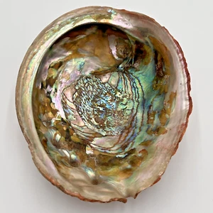 Large Red Abalone Shell Haliotis Rufescens 8" x 6.75" Iridescent Weight 1+ Pound - Picture 1 of 22