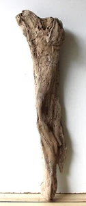 Treibholz Schwemmholz Driftwood 1 XL Wurzel Basteln Dekoration 75 cm hoch - Bild 1 von 15