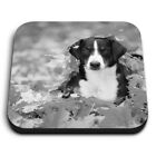 Square MDF Magnets - BW - Appenzeller Mountain Dog Autumn  #36632