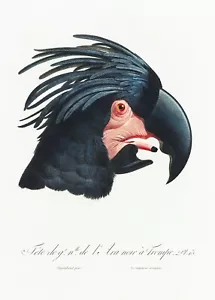 Pl No. 13 Great Black Cockatoo History of Parrots by Francois Levaillant Repro - Foto 1 di 2